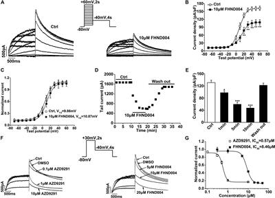 An in Vitro Assay of hERG K+ Channel Potency for a New EGFR Inhibitor FHND004